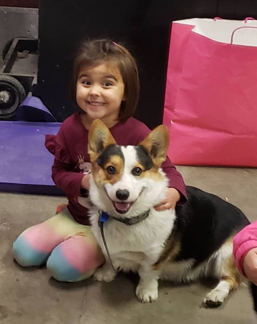 Pembroke Welsh Corgi Puppies breeder image 1