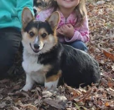 Pembroke Welsh Corgi Puppies breeder image 3
