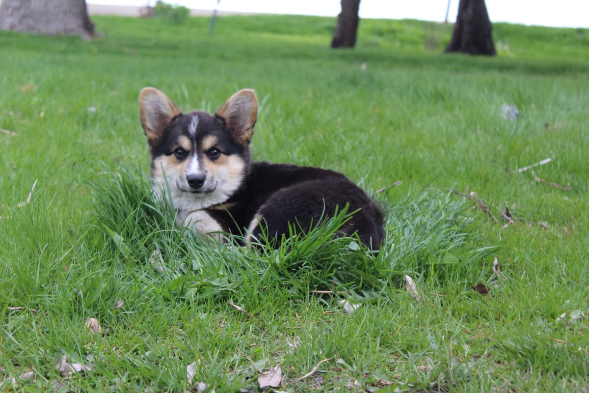 Pembroke Welsh Corgi Puppies breeder image 5