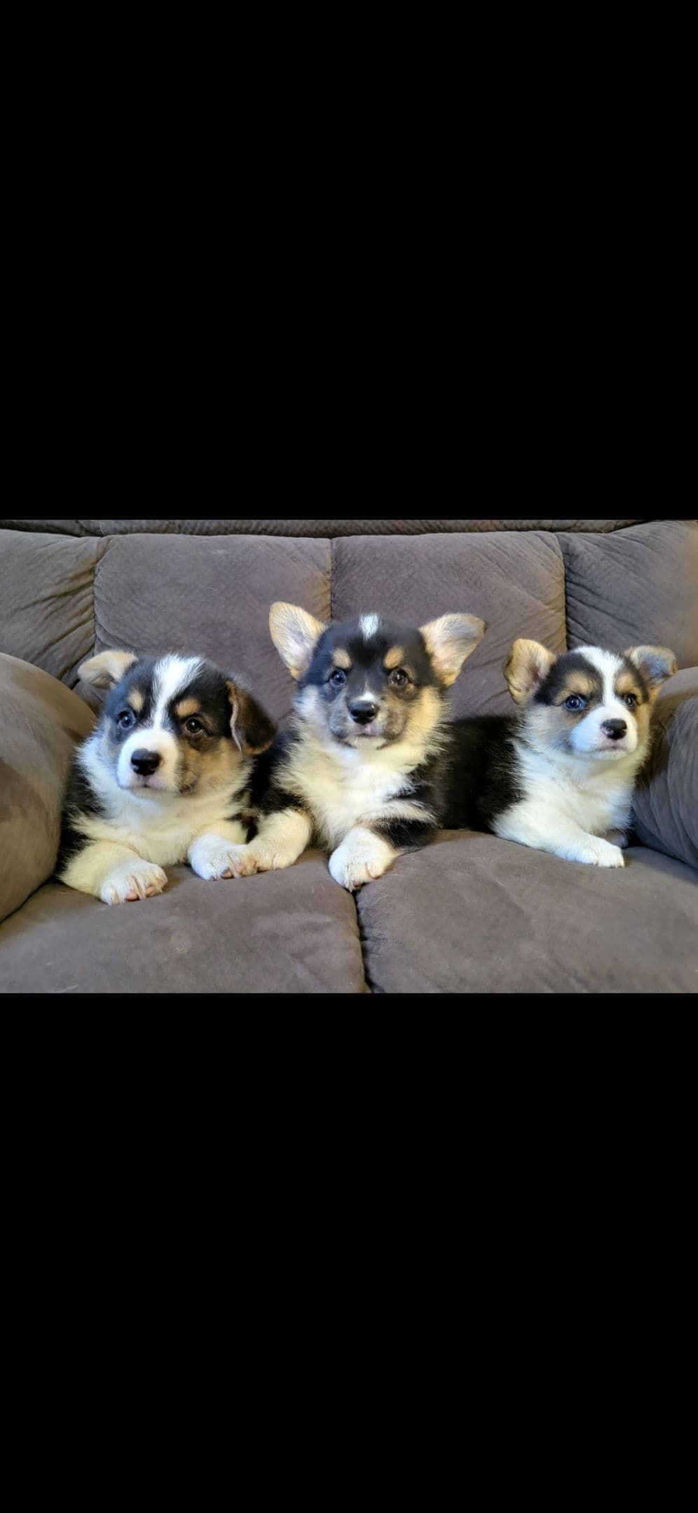 Pembroke Welsh Corgi Puppies breeder image 4