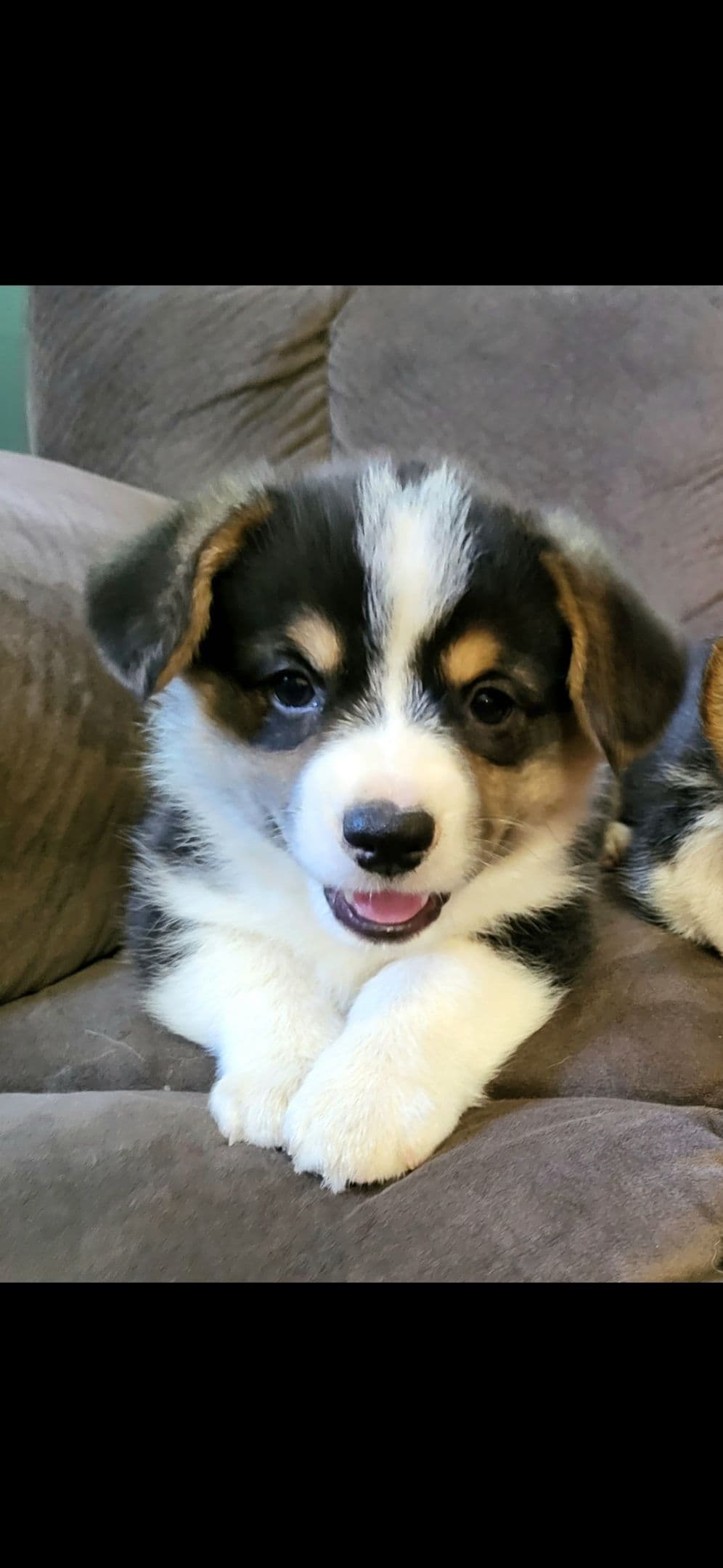 Pembroke Welsh Corgi Puppies breeder image 6