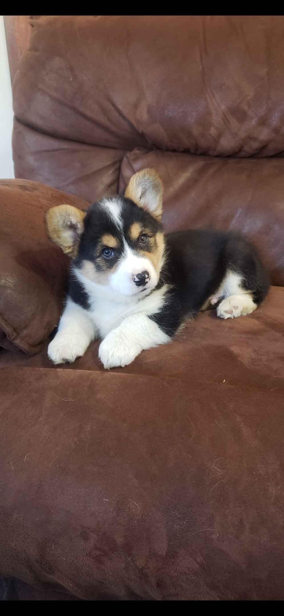 Pembroke Welsh Corgi Puppies breeder image 7