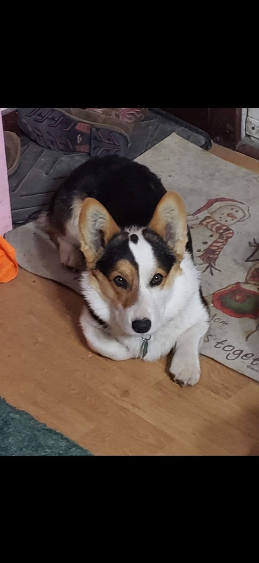 Pembroke Welsh Corgi Puppies breeder image 8