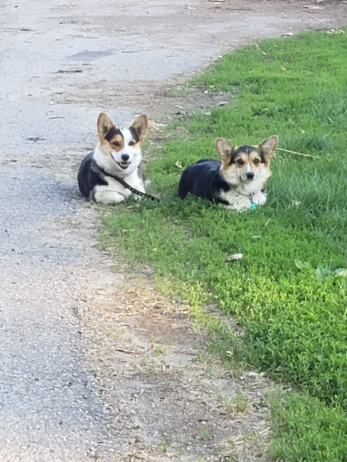 Pembroke Welsh Corgi Puppies breeder image 9