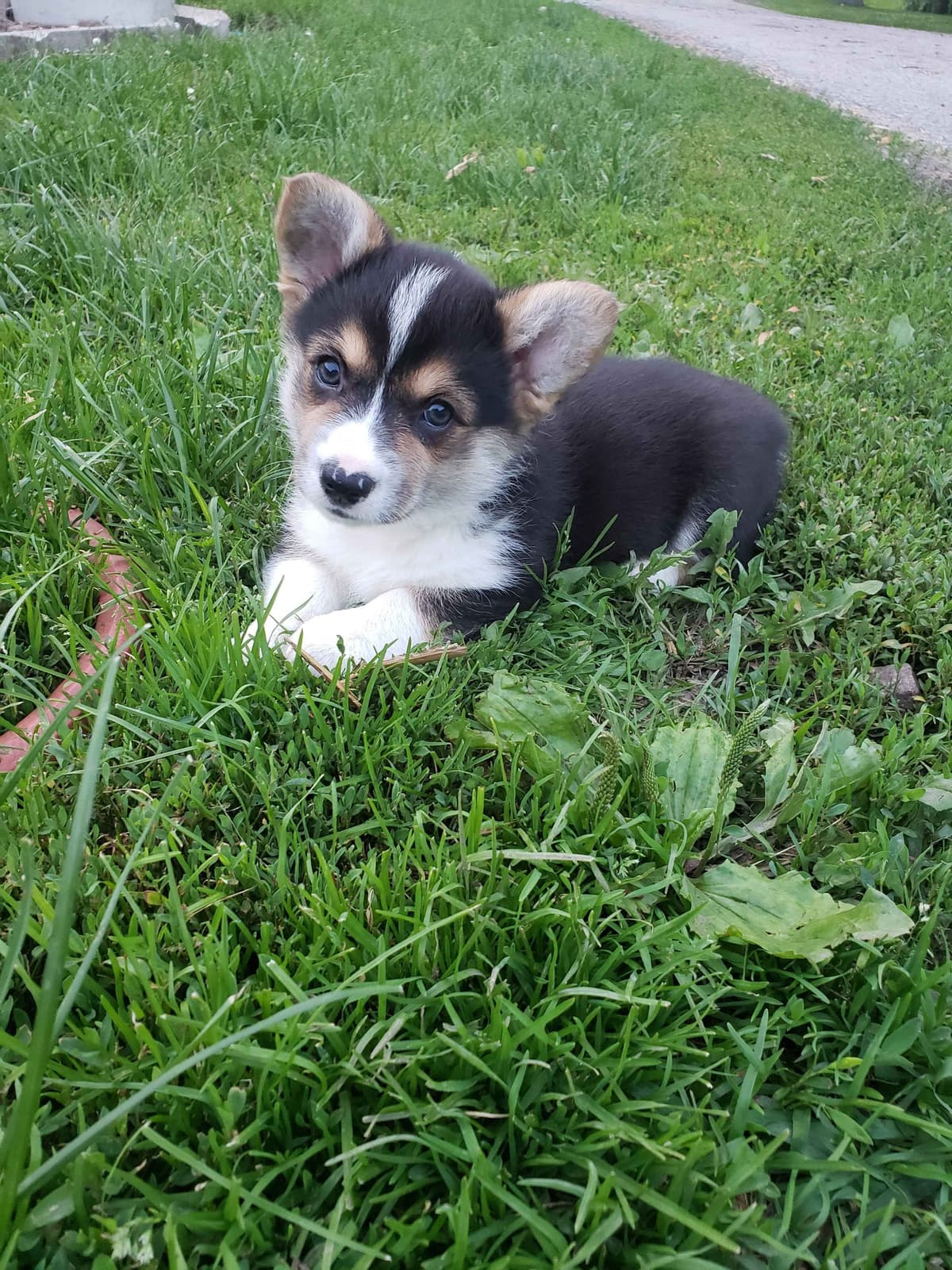 Pembroke Welsh Corgi Puppies breeder image 10