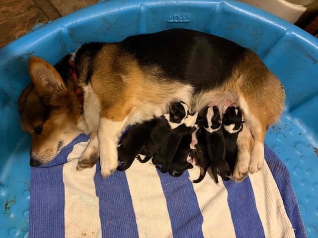 Pembroke Welsh Corgi Puppies media 2