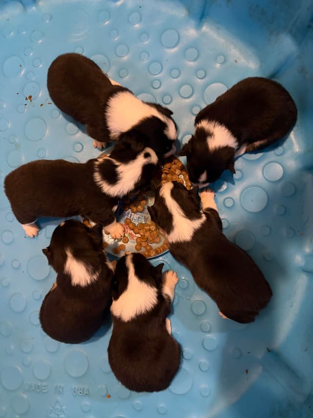 Pembroke Welsh Corgi Puppies media 3