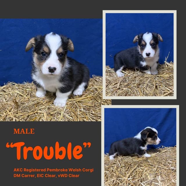 Pembroke Welsh Corgi Puppies media 4