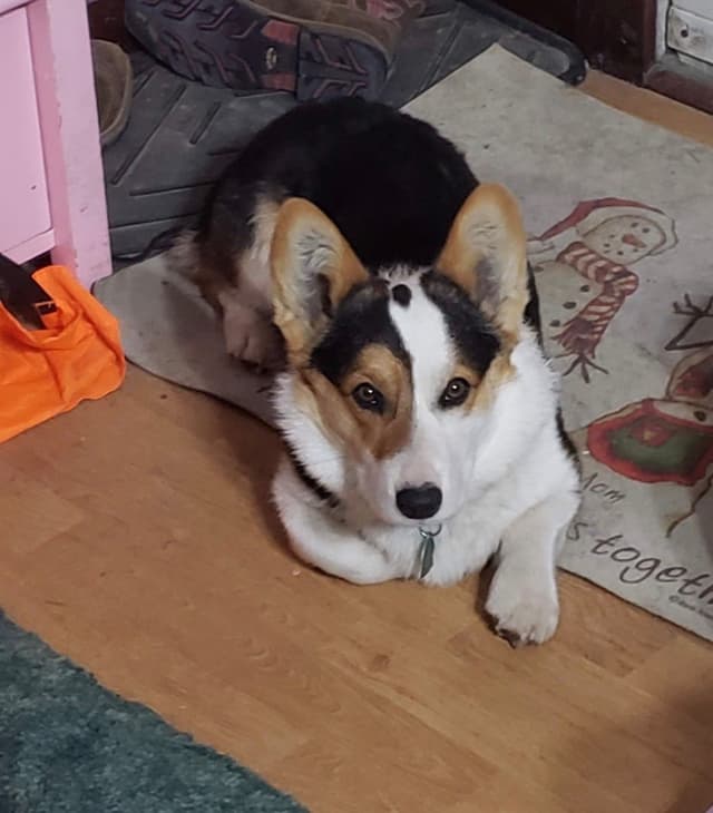 Pembroke Welsh Corgi Puppies media 5