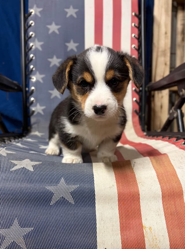 Pembroke Welsh Corgi Puppies media 6