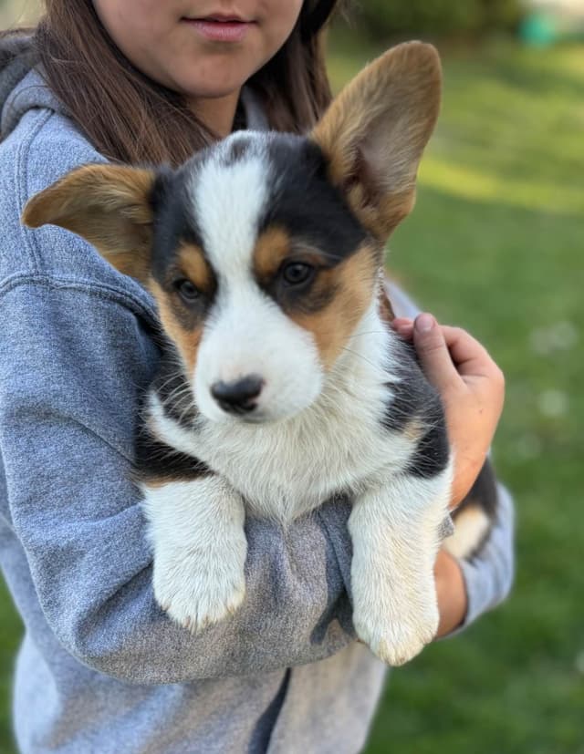 Pembroke Welsh Corgi Puppies media 7