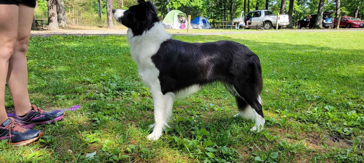 Border collie puppies breeder image 1