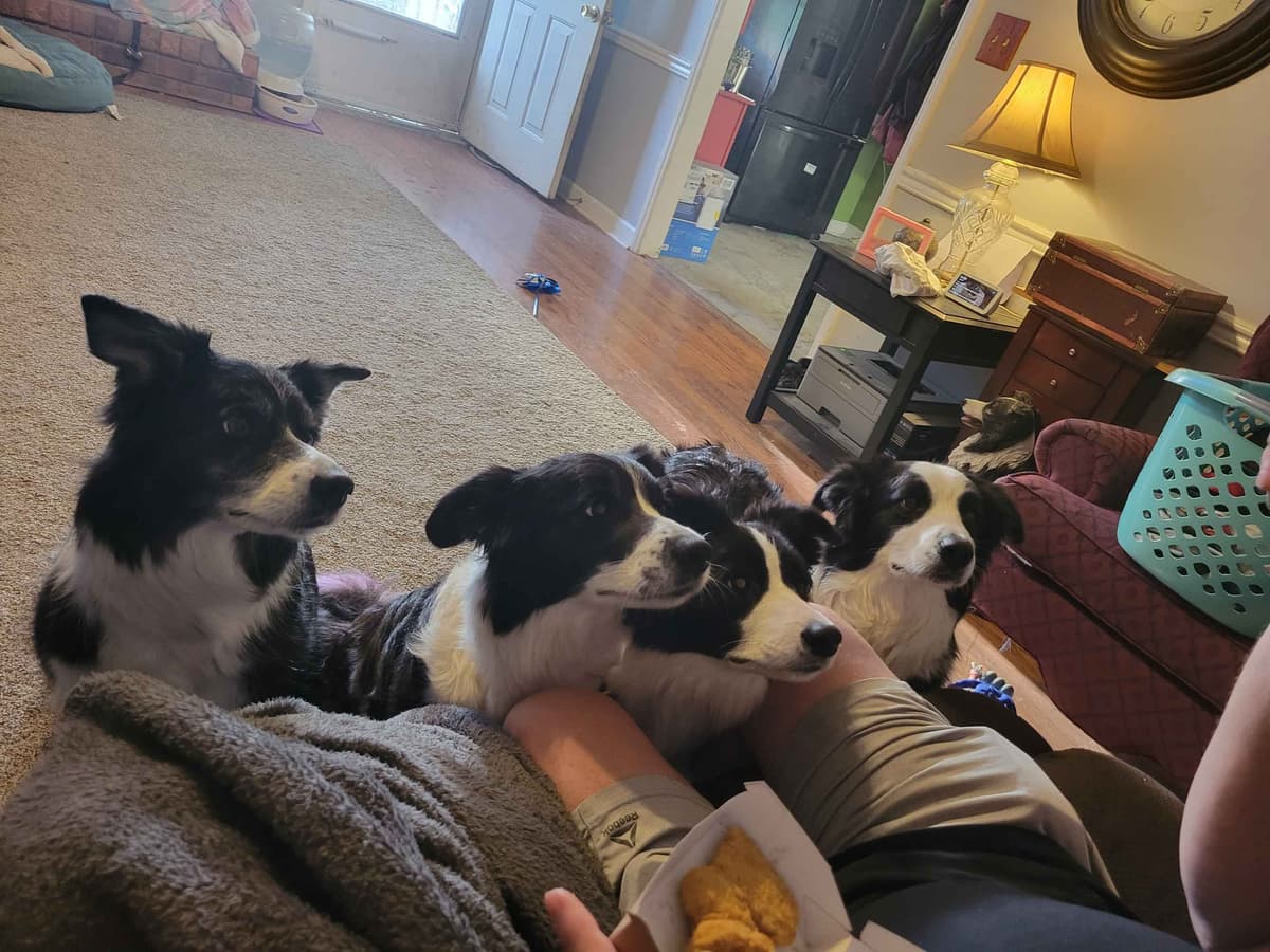Border collie puppies breeder image 2