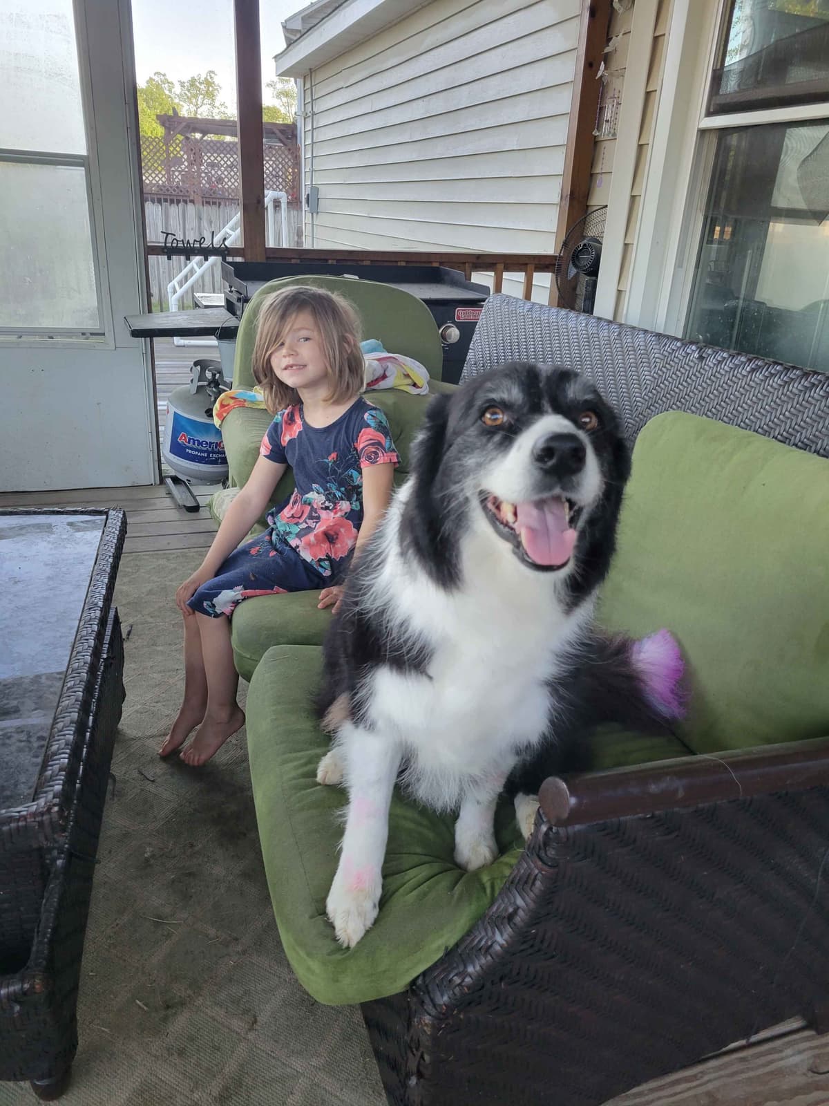 Border collie puppies breeder image 5