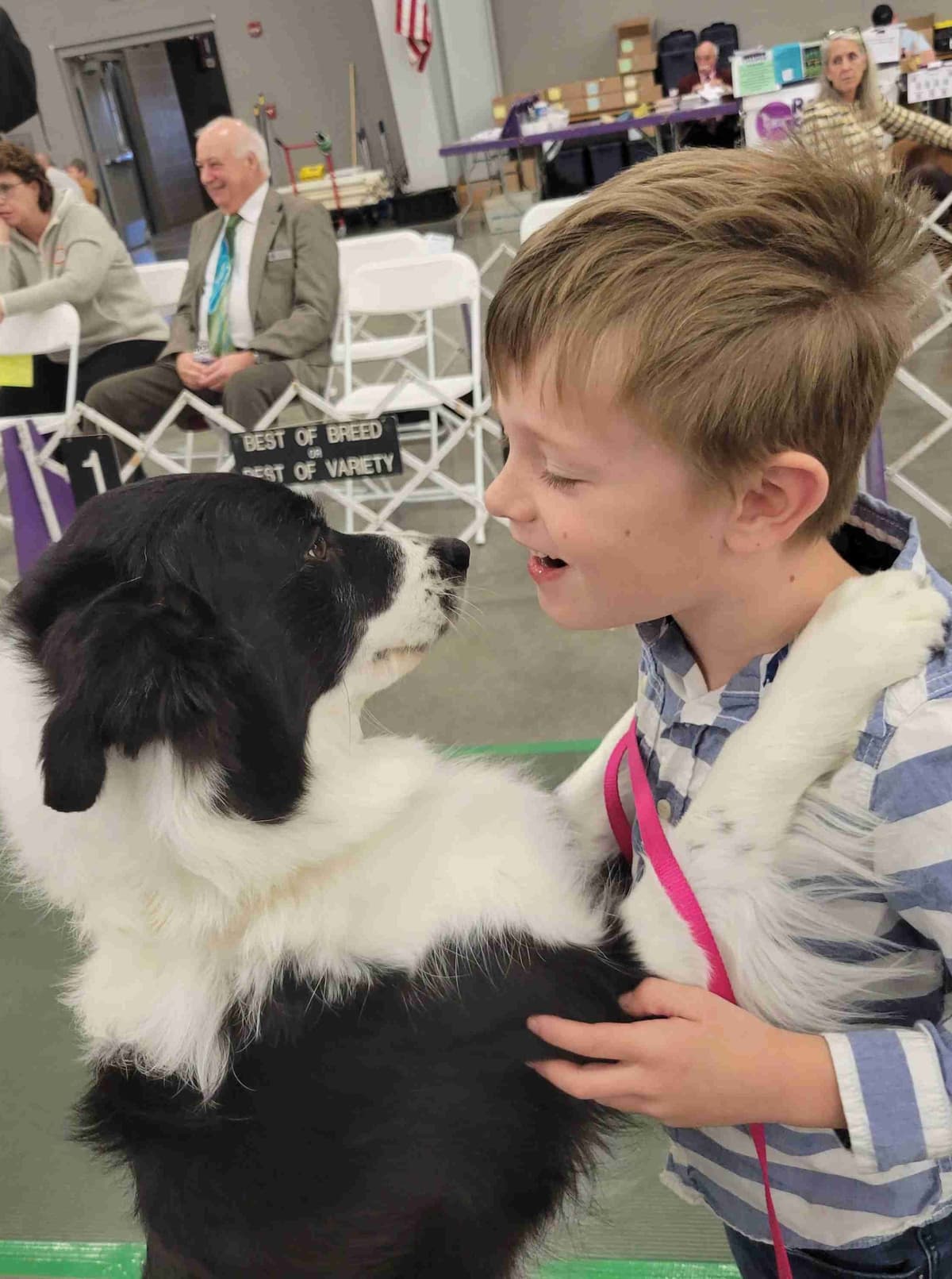 Border collie puppies breeder image 4
