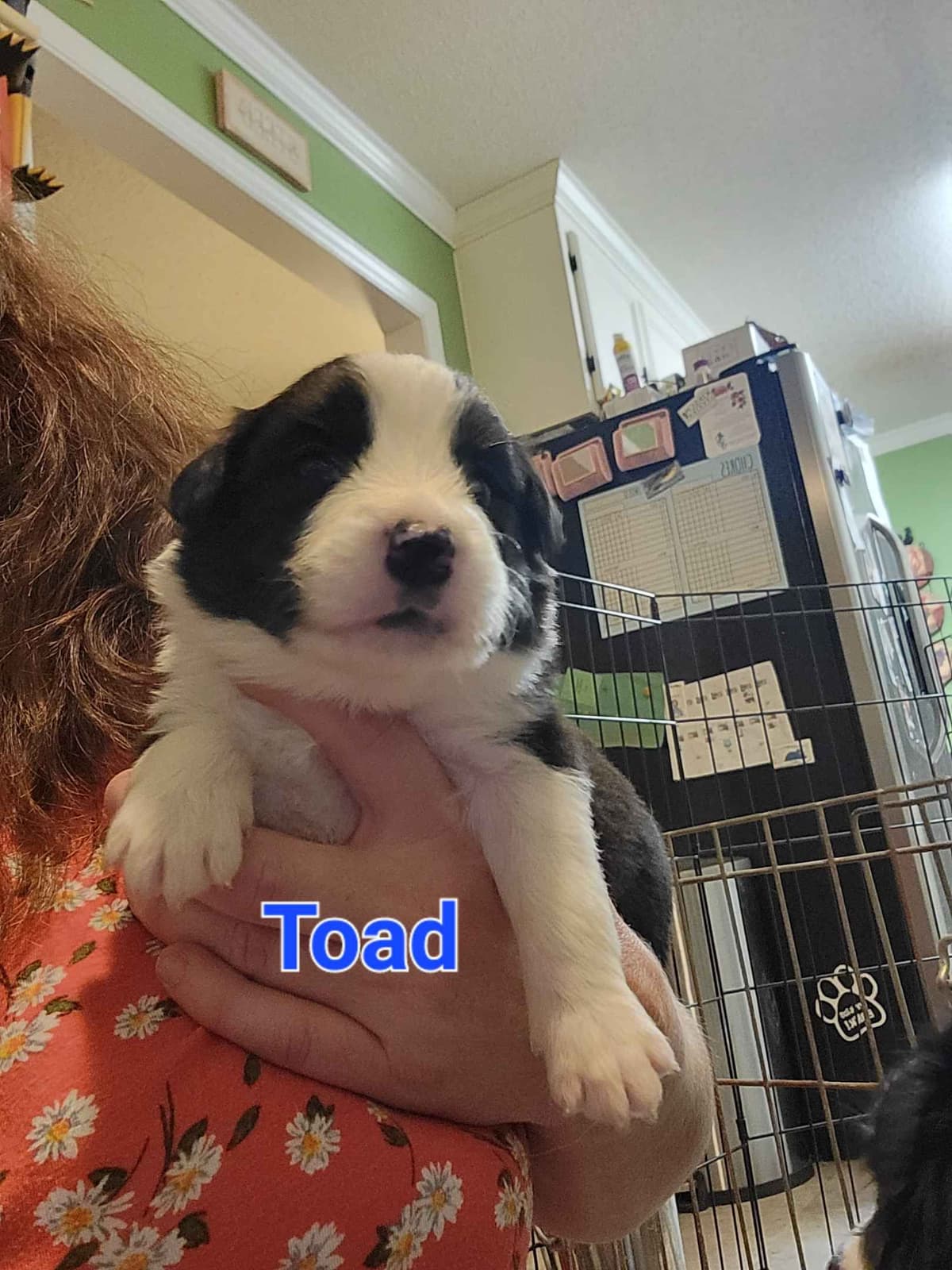 Border collie puppies breeder image 8