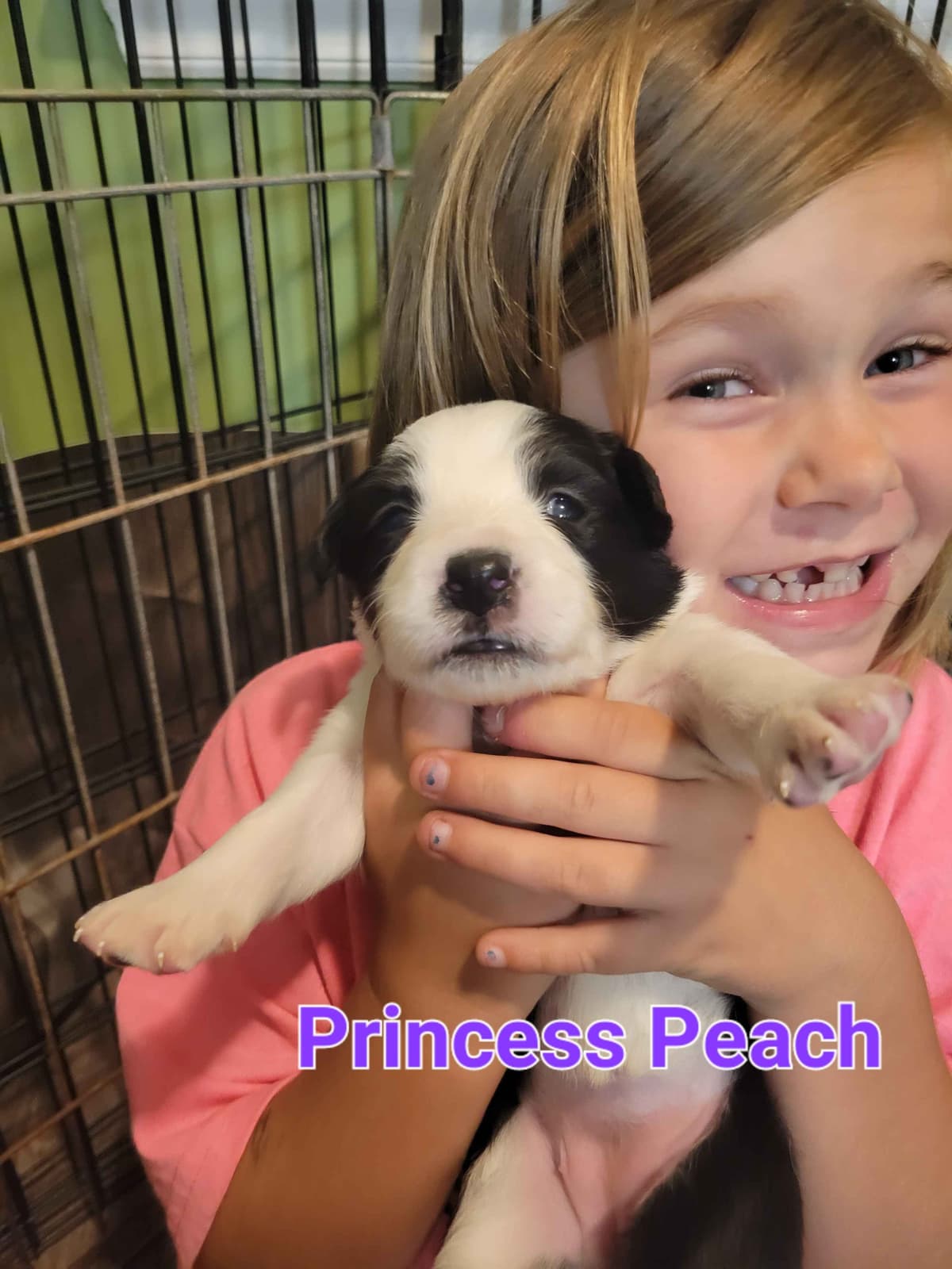 Border collie puppies breeder image 12