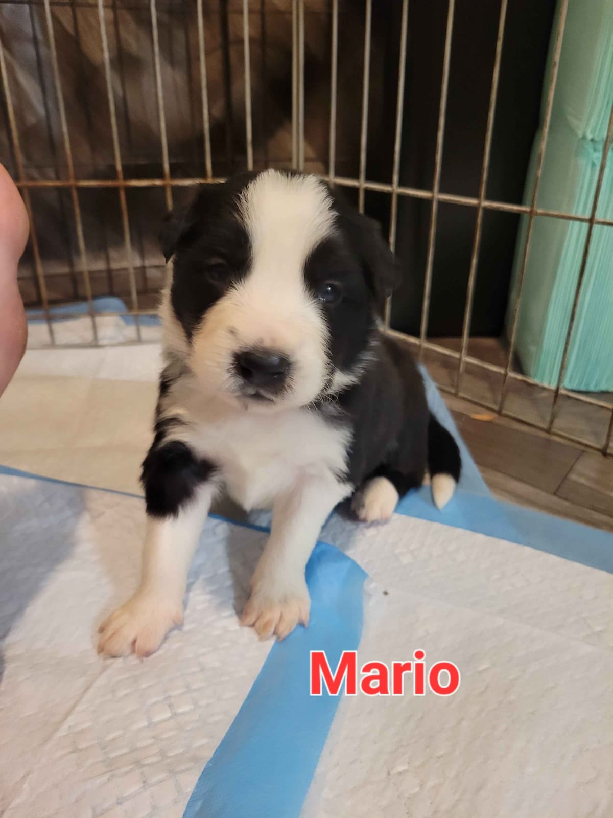 Border collie puppies breeder image 10