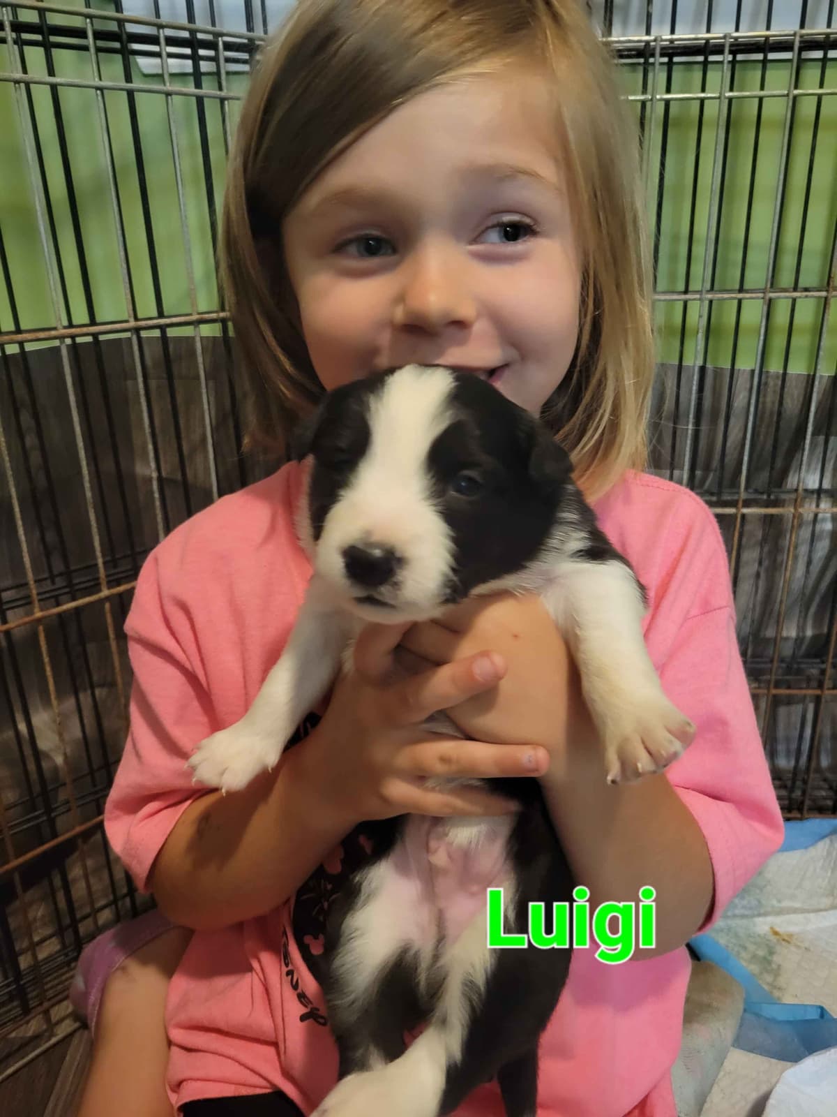Border collie puppies breeder image 9