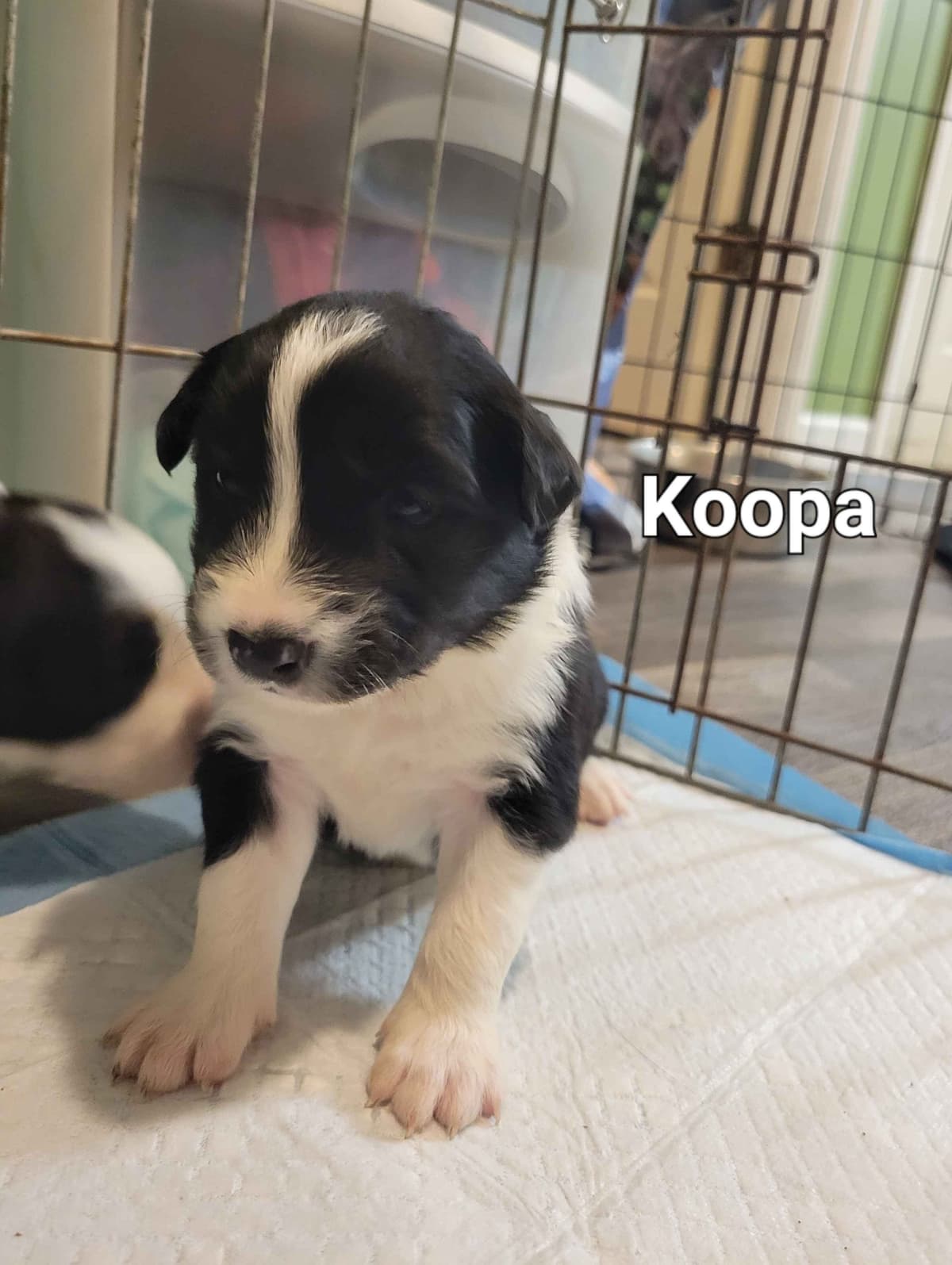 Border collie puppies breeder image 11