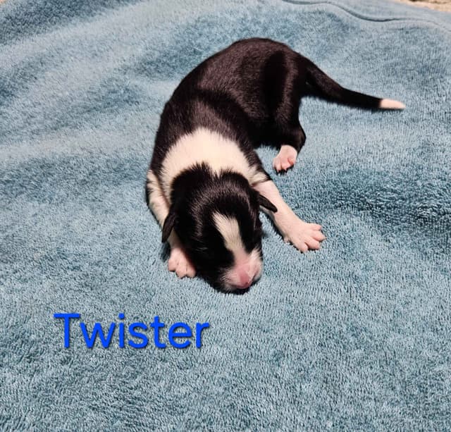 Border collie puppies media 3