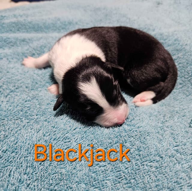 Border collie puppies media 4