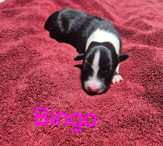 Border collie puppies media 9