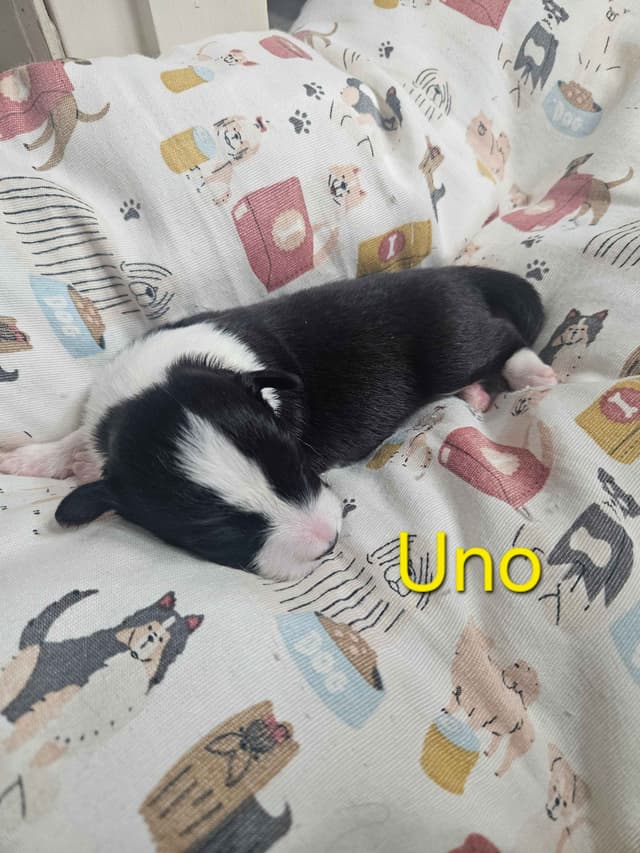 Border collie puppies media 10