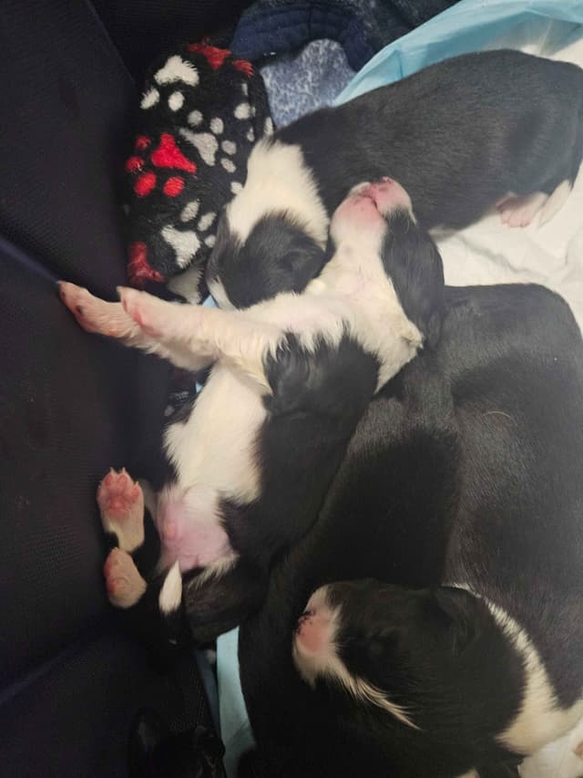 Border collie puppies media 11
