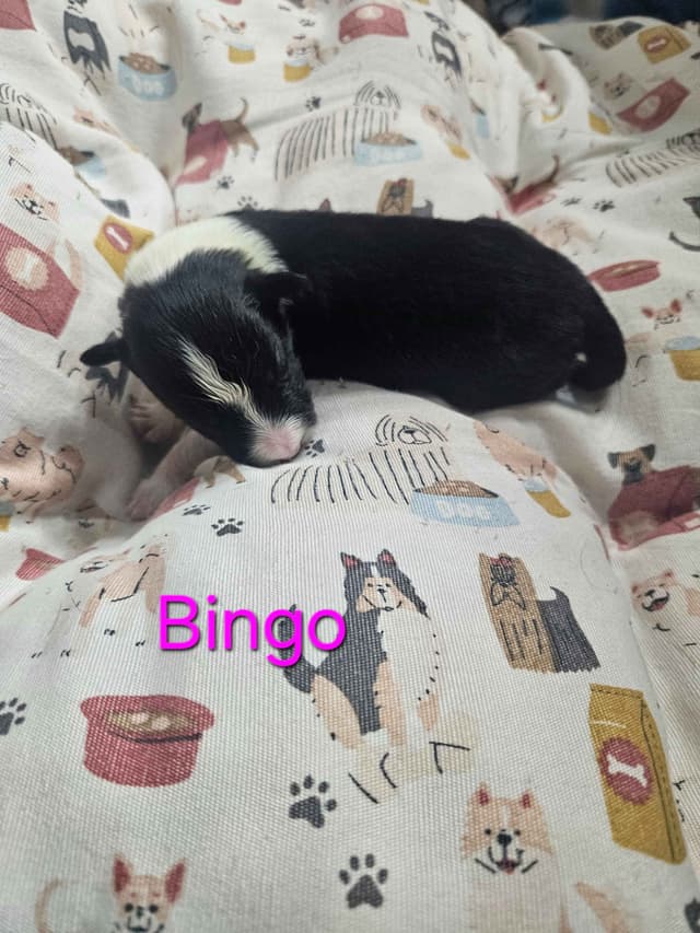 Border collie puppies media 12