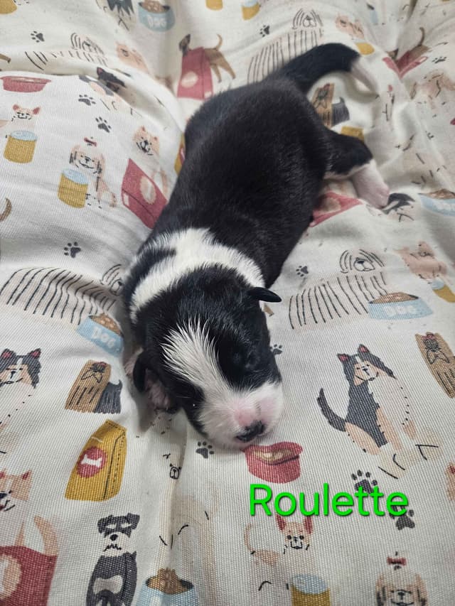 Border collie puppies media 13