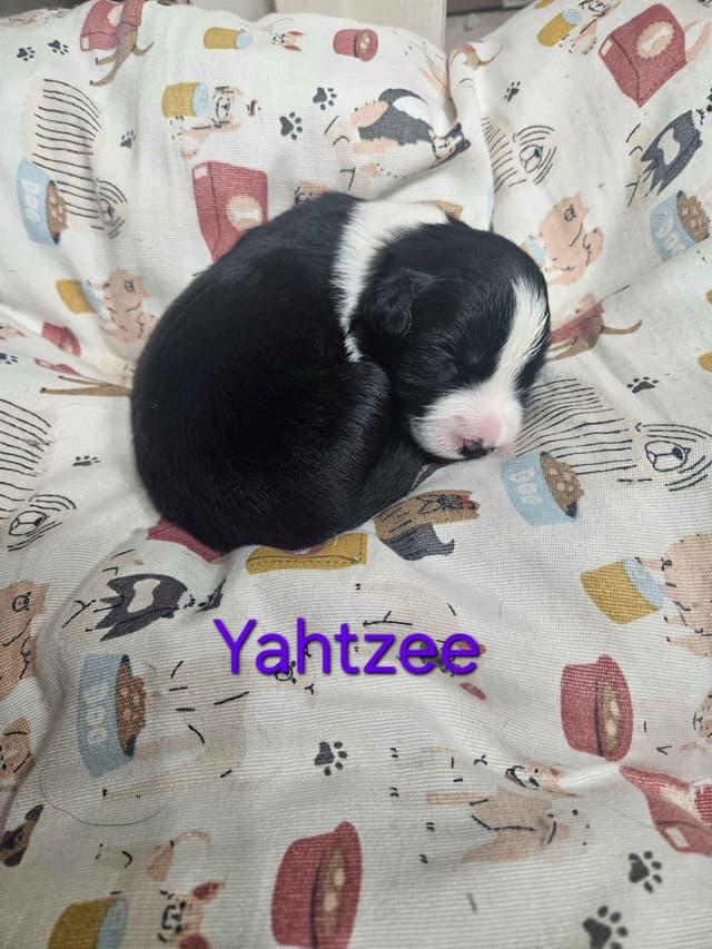 Border collie puppies media 14