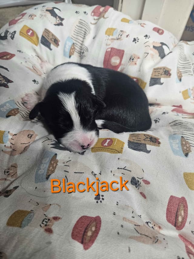 Border collie puppies media 15