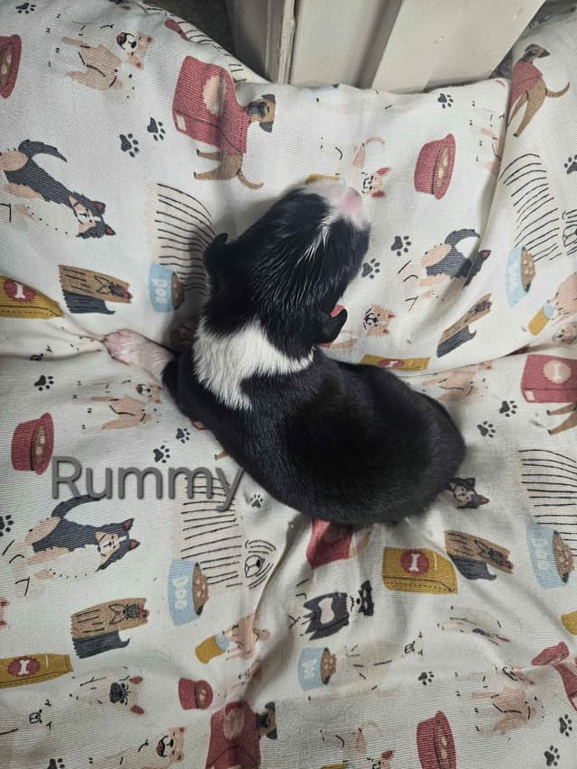 Border collie puppies media 16