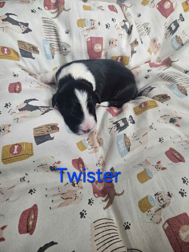 Border collie puppies media 17