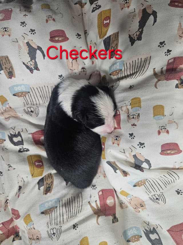 Border collie puppies media 19