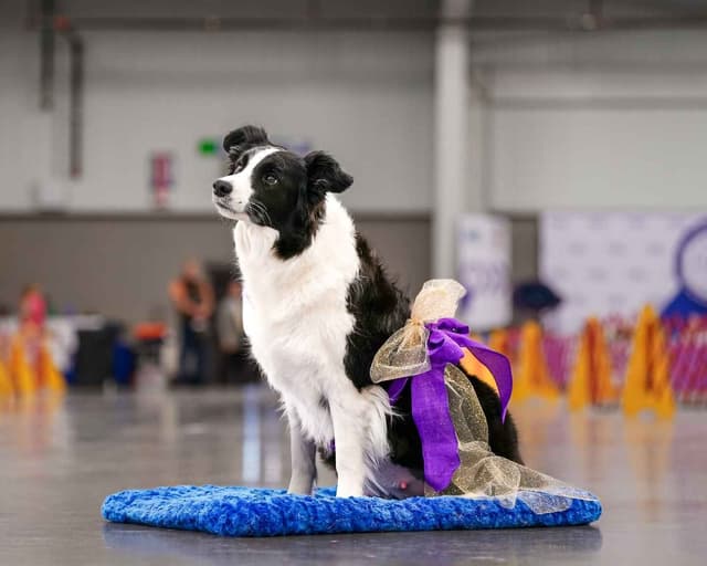 Border collie puppies media 18