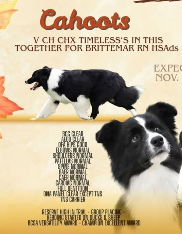Border collie puppies media 20