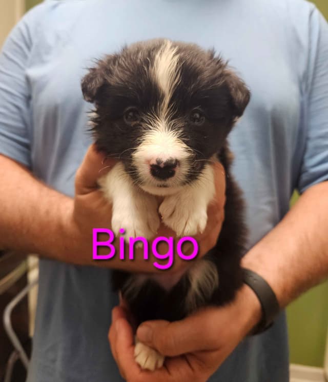 Border collie puppies media 21