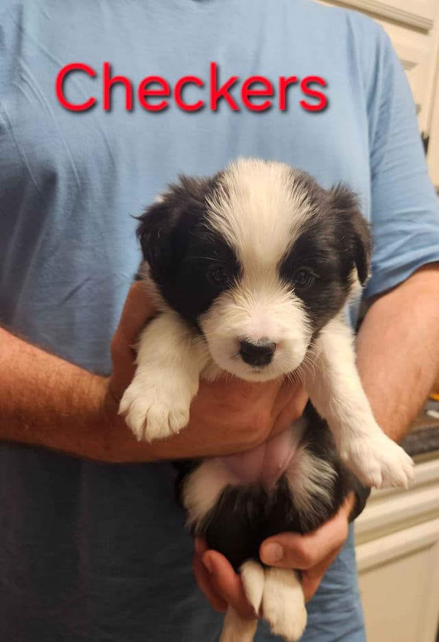 Border collie puppies media 22