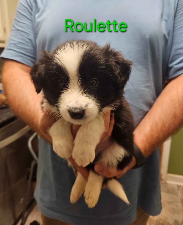Border collie puppies media 23