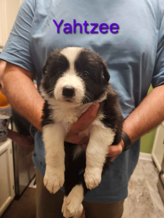 Border collie puppies media 26