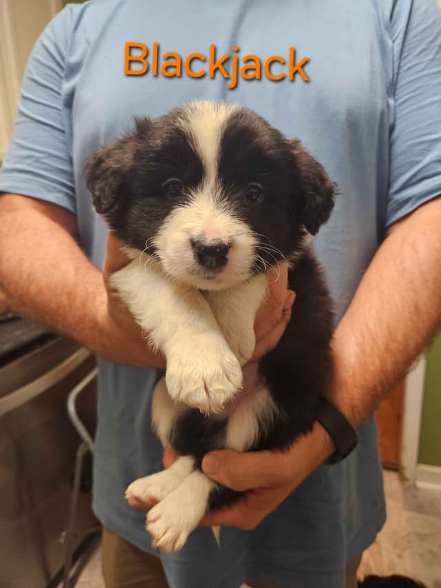 Border collie puppies media 24