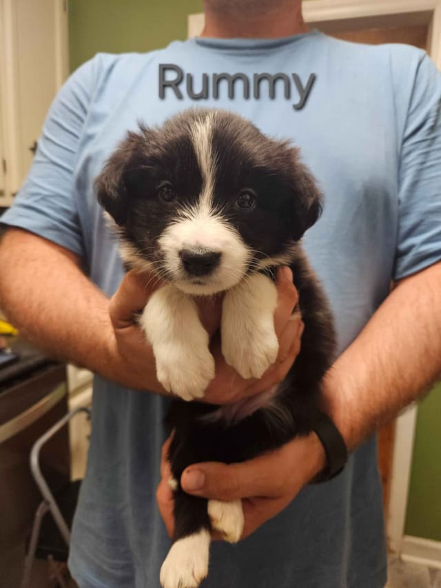 Border collie puppies media 25