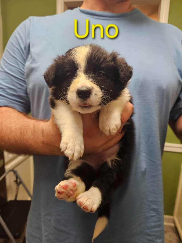 Border collie puppies media 27
