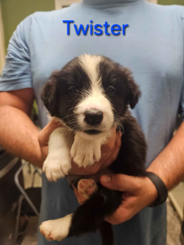 Border collie puppies media 28