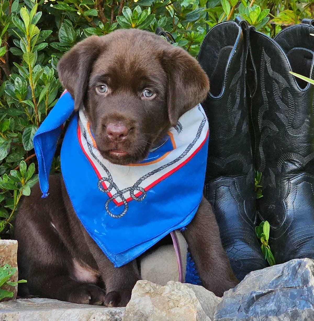 Labrador Retriever Puppies breeder image 7