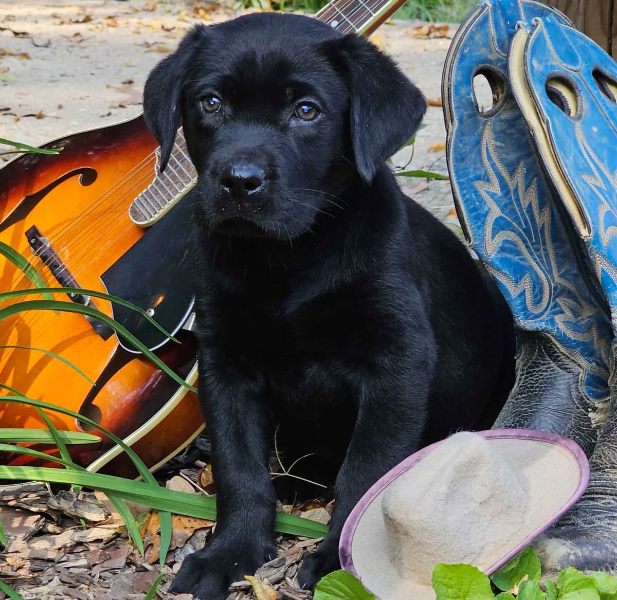 Labrador Retriever Puppies breeder image 9