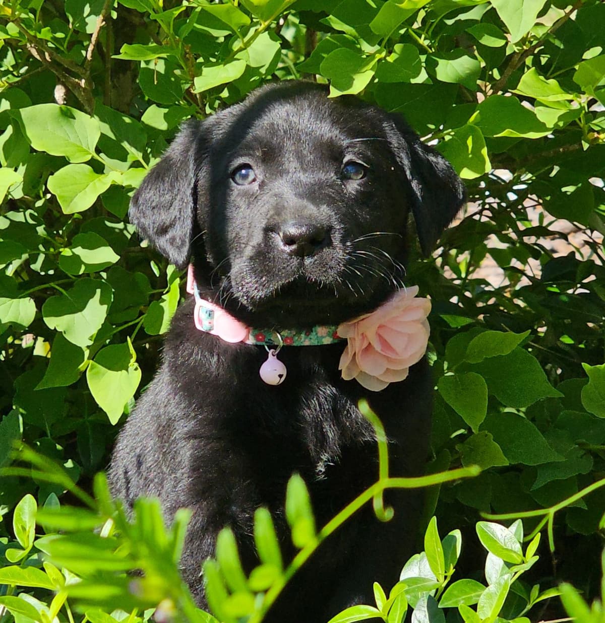 Labrador Retriever Puppies breeder image 10