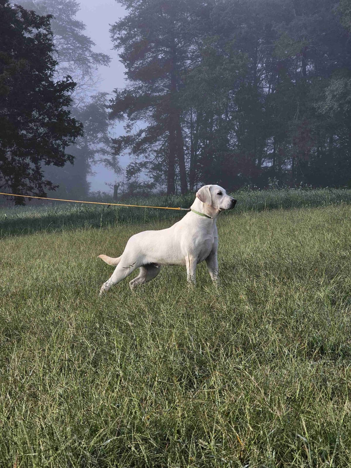 Labrador Retriever Puppies breeder image 3